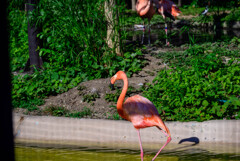 天王寺動物園フラミンゴ2