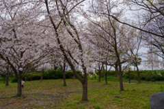 2020大阪城公園の桜7