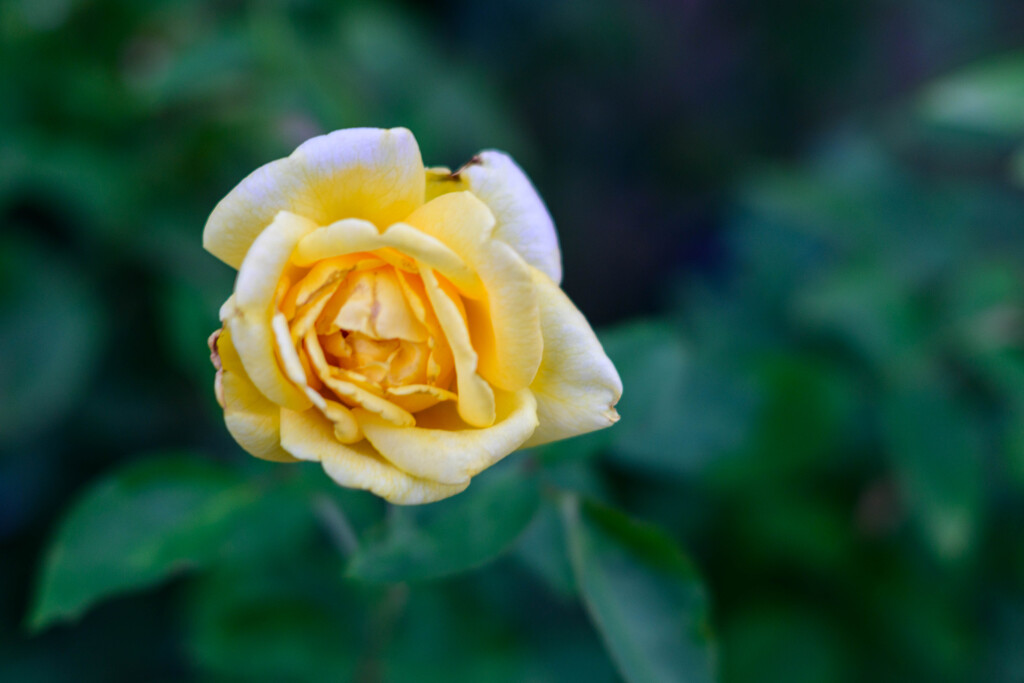 中之島公園の薔薇12マルコポーロ