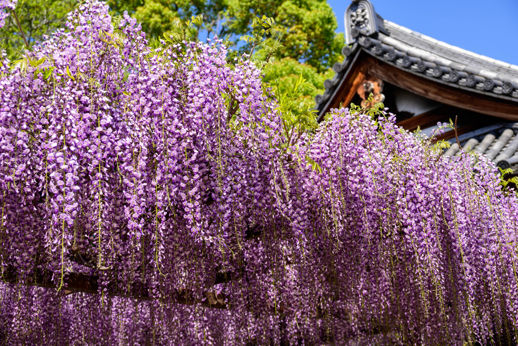 藤井寺市葛井寺藤まつり9