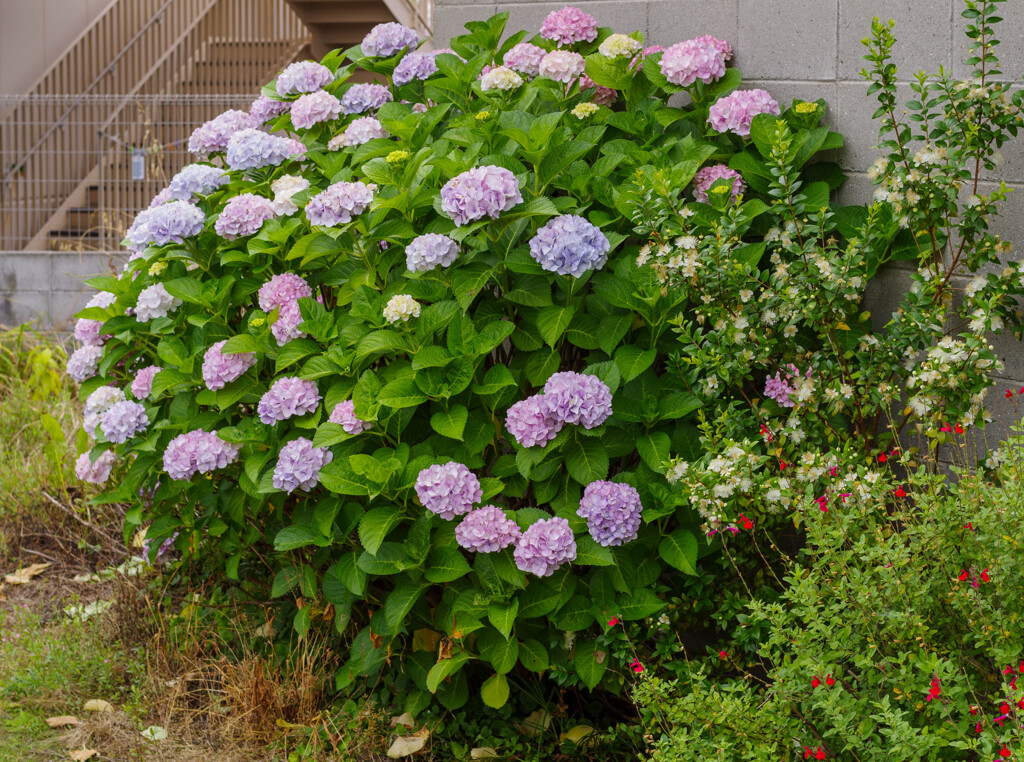 紫陽花30
