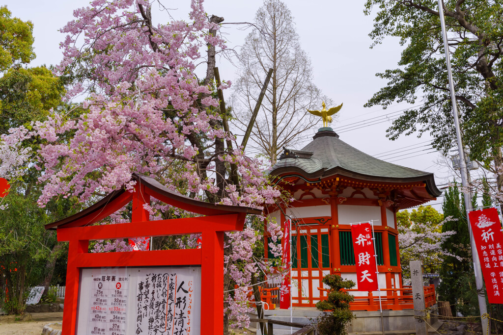 桜咲く神社の風景2