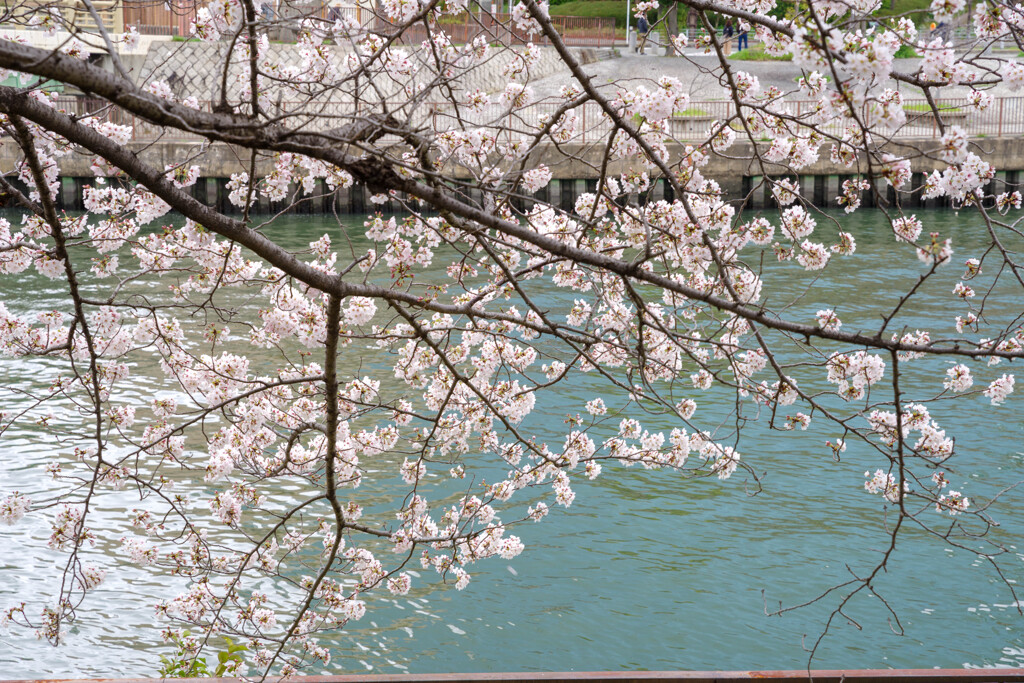 2020大阪城公園の桜1