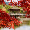 奈良公園浮見堂と紅葉3