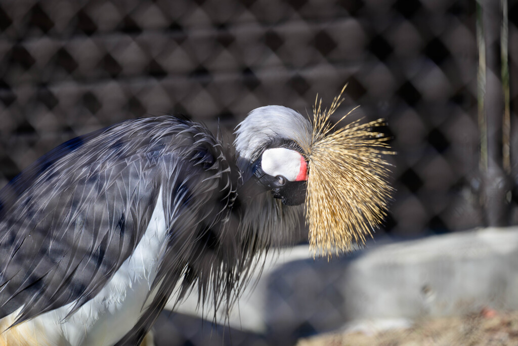 天王寺動物園ホオジロカンムリヅル1