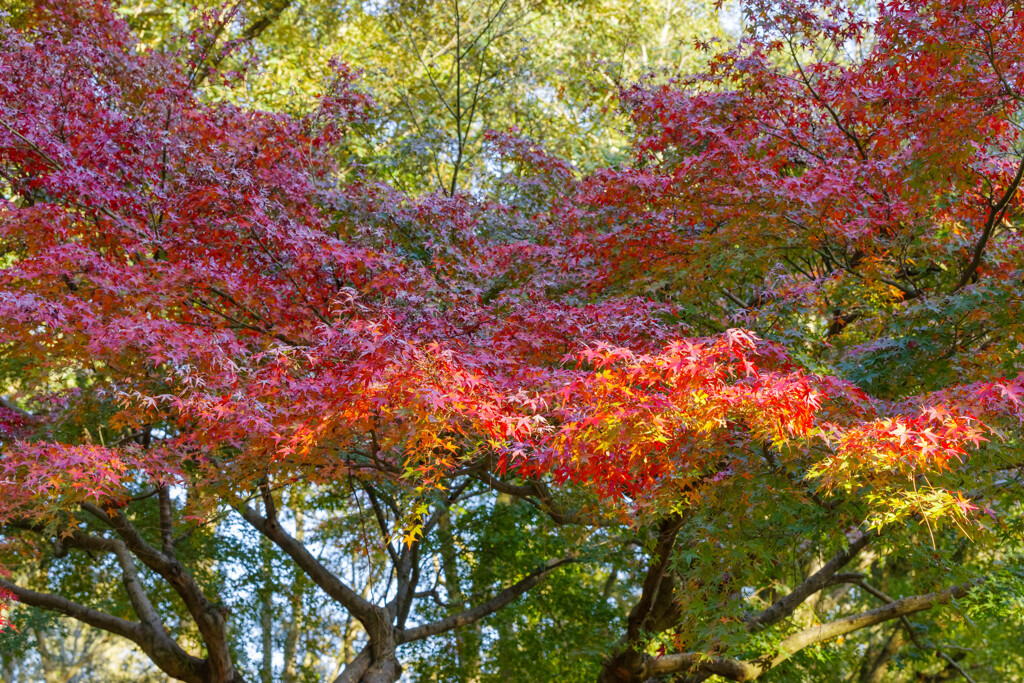 2019奈良公園紅葉16
