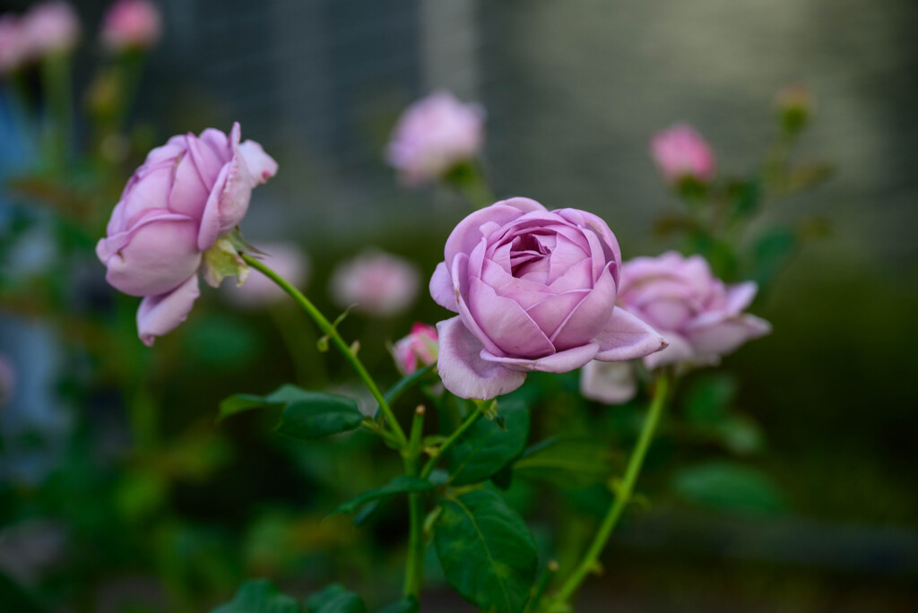 中之島公園の薔薇38しのぶれど