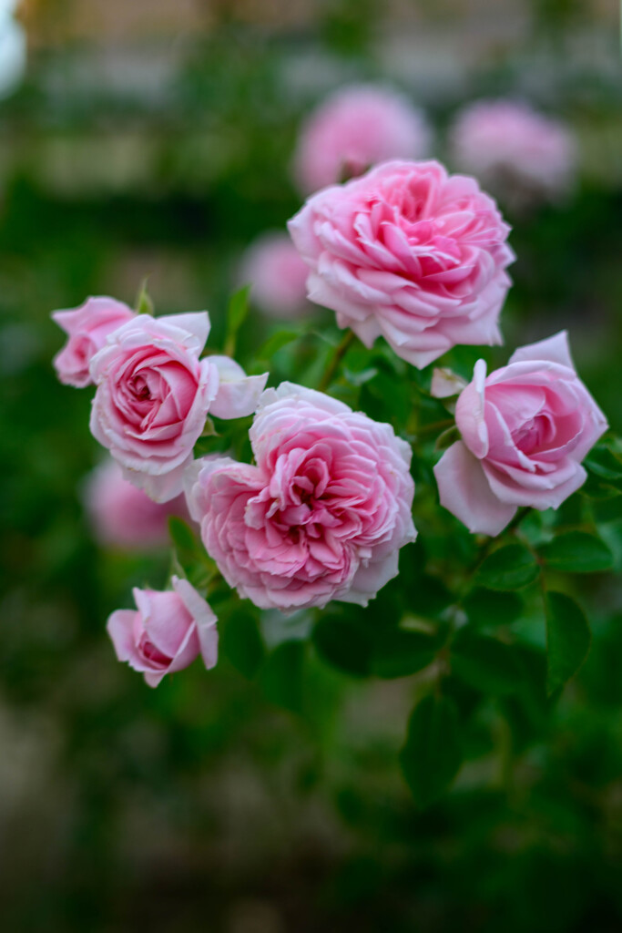 中之島公園の薔薇52ホームアンドガーデン