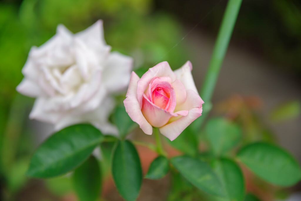 薔薇28