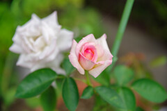 薔薇28