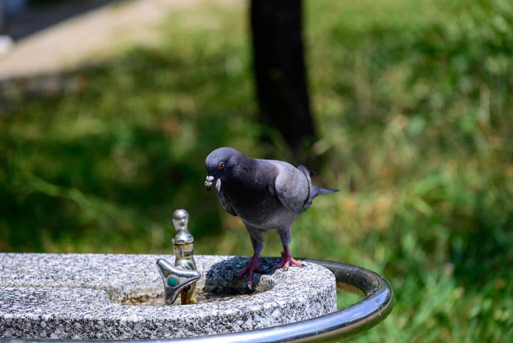 鶴見緑地公園の鳩さん1