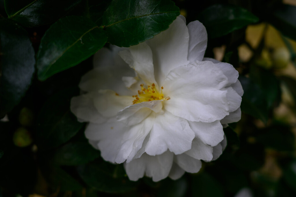 山茶花5
