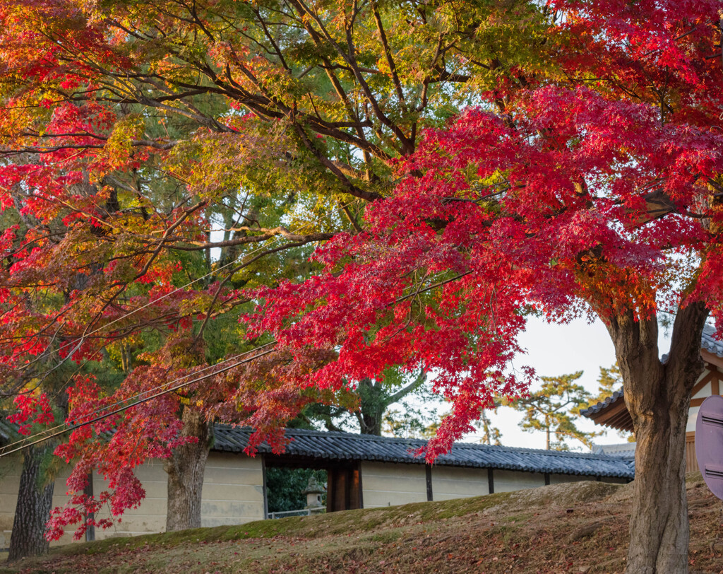 2019奈良公園紅葉30