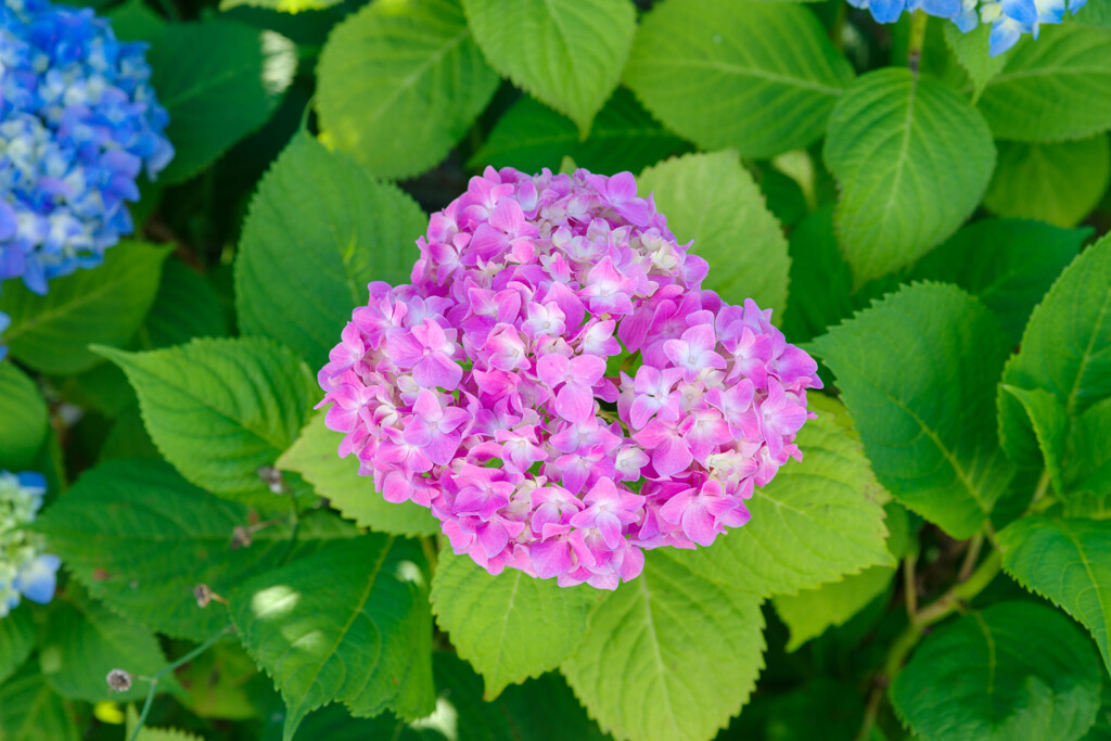 紫陽花11