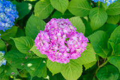 紫陽花11