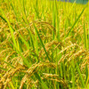 稲穂（にこまる）収穫までもう少し8