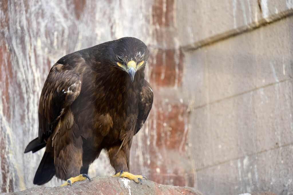 天王寺動物園 イヌワシ1