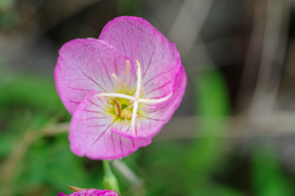 ヒルザキツキミソウ2