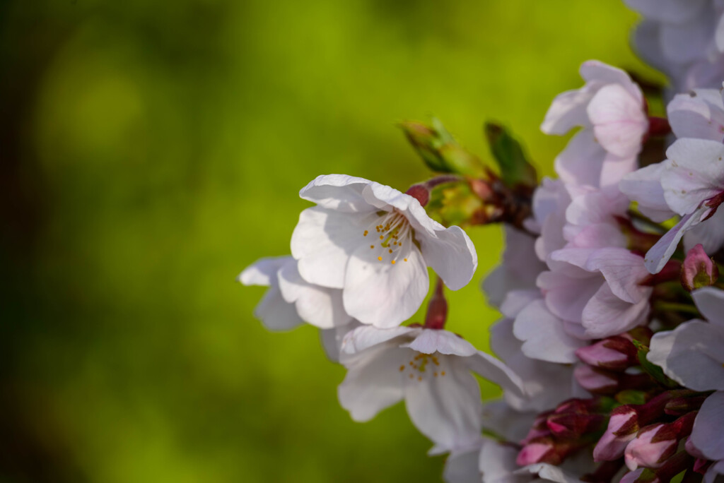 2021大阪城公園の桜13