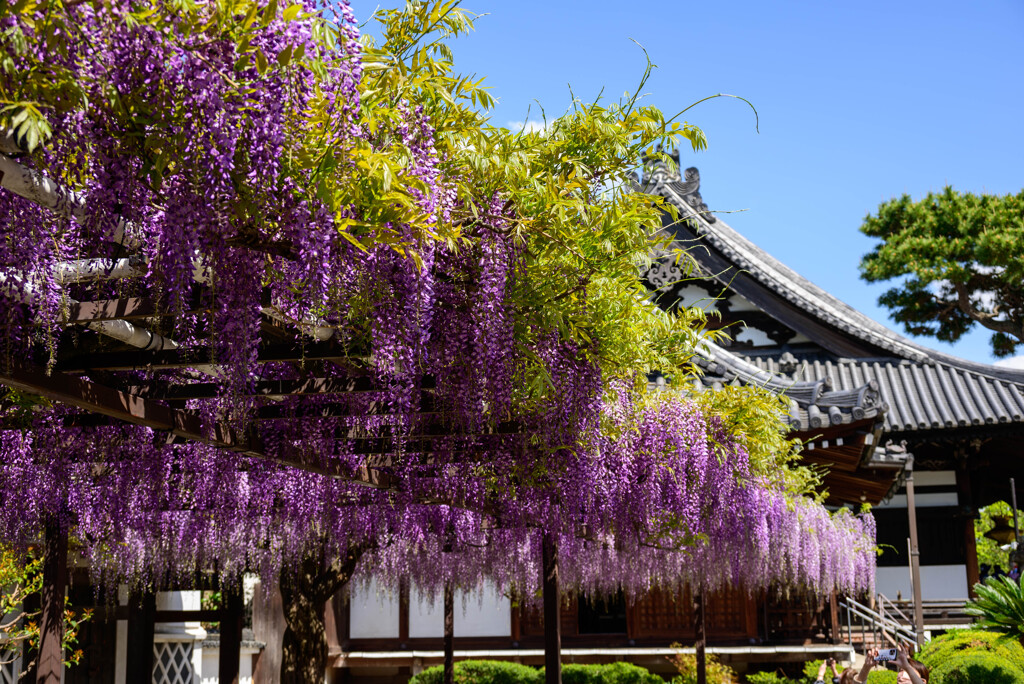 藤井寺市葛井寺藤まつり2