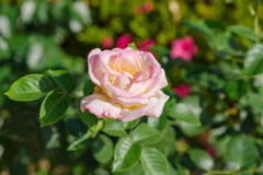 薔薇22