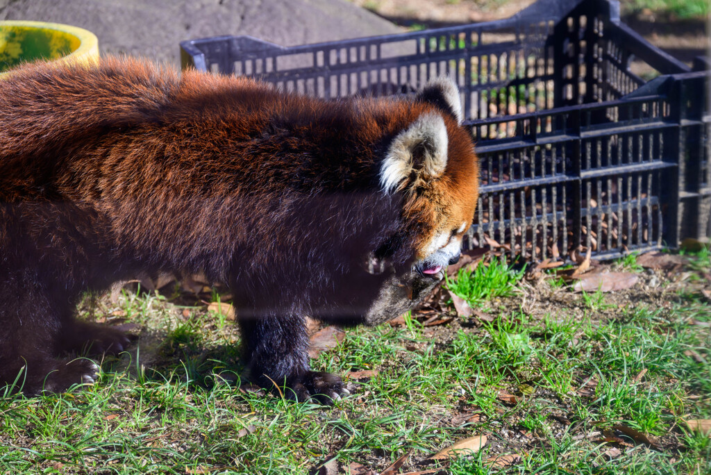 天王寺動物園 レッサーパンダ1