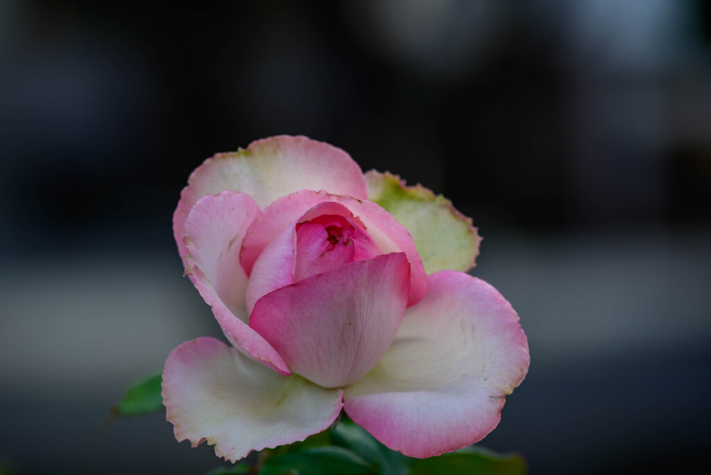 中之島公園の薔薇14オーナードゥバルザック