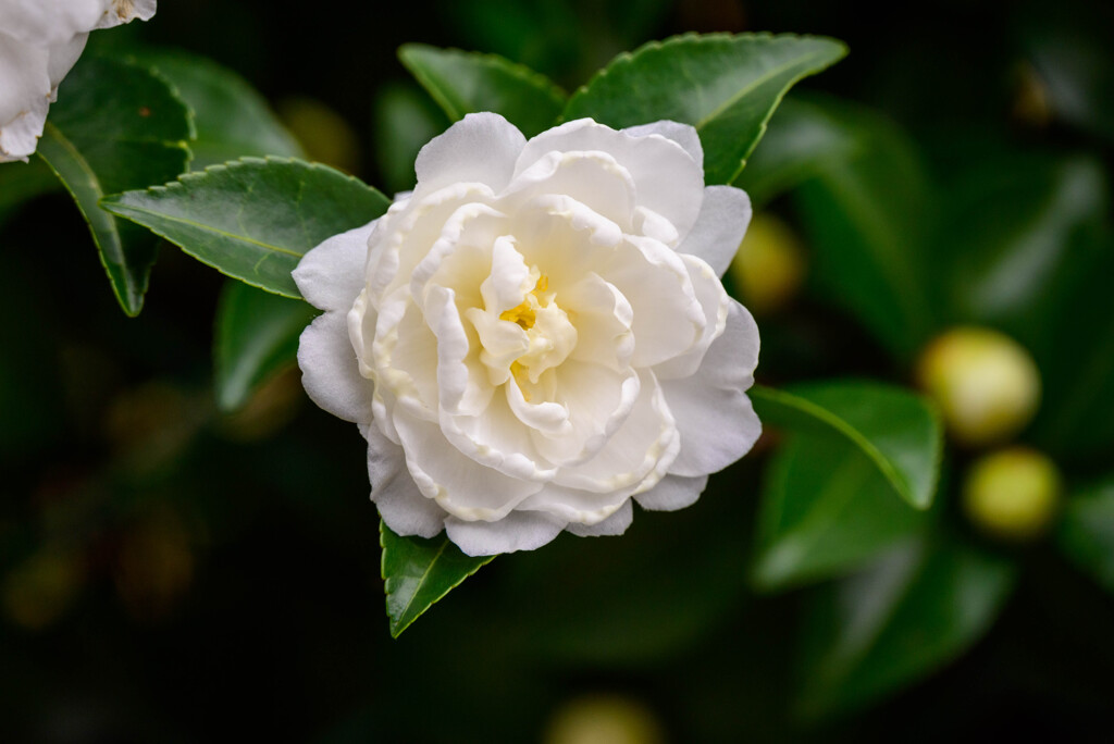 山茶花13