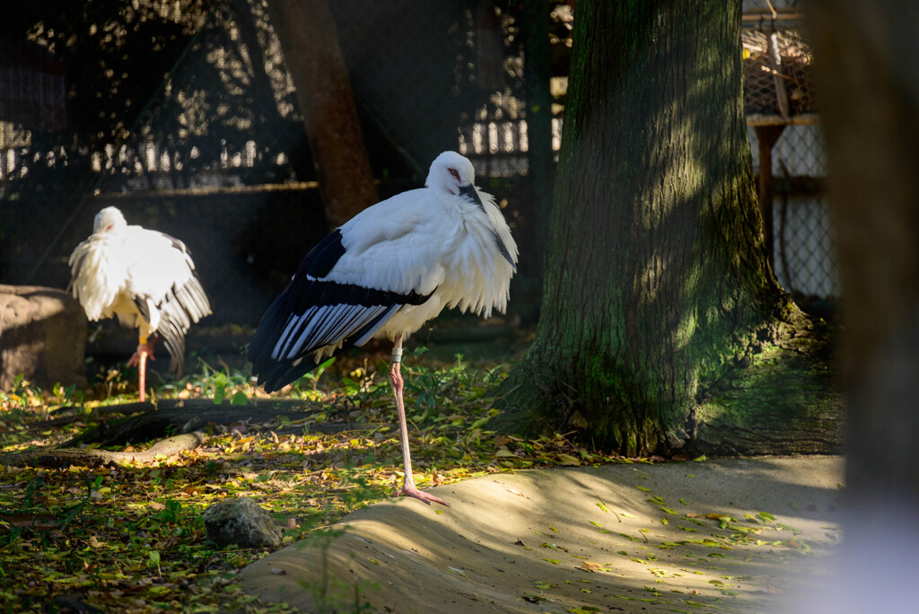 天王寺動物園 コウノトリ6