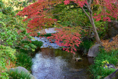 万博記念公園紅葉1