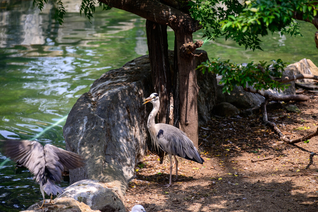 天王寺動物園 アオサギ1