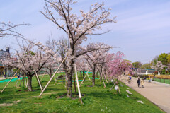 天王寺公園の桜1