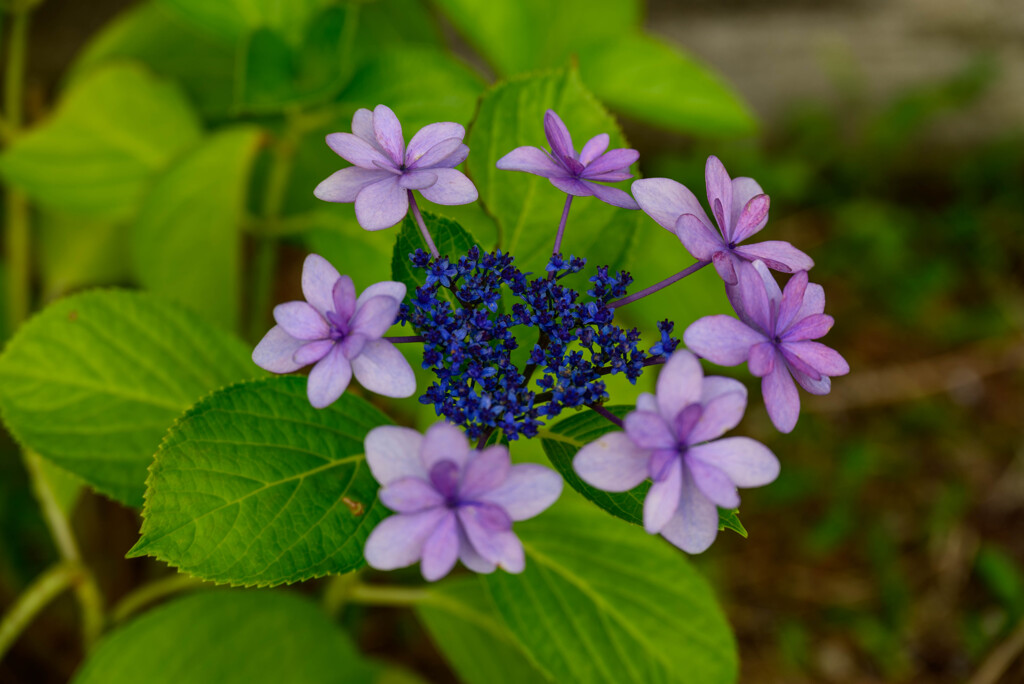 2022年紫陽花19