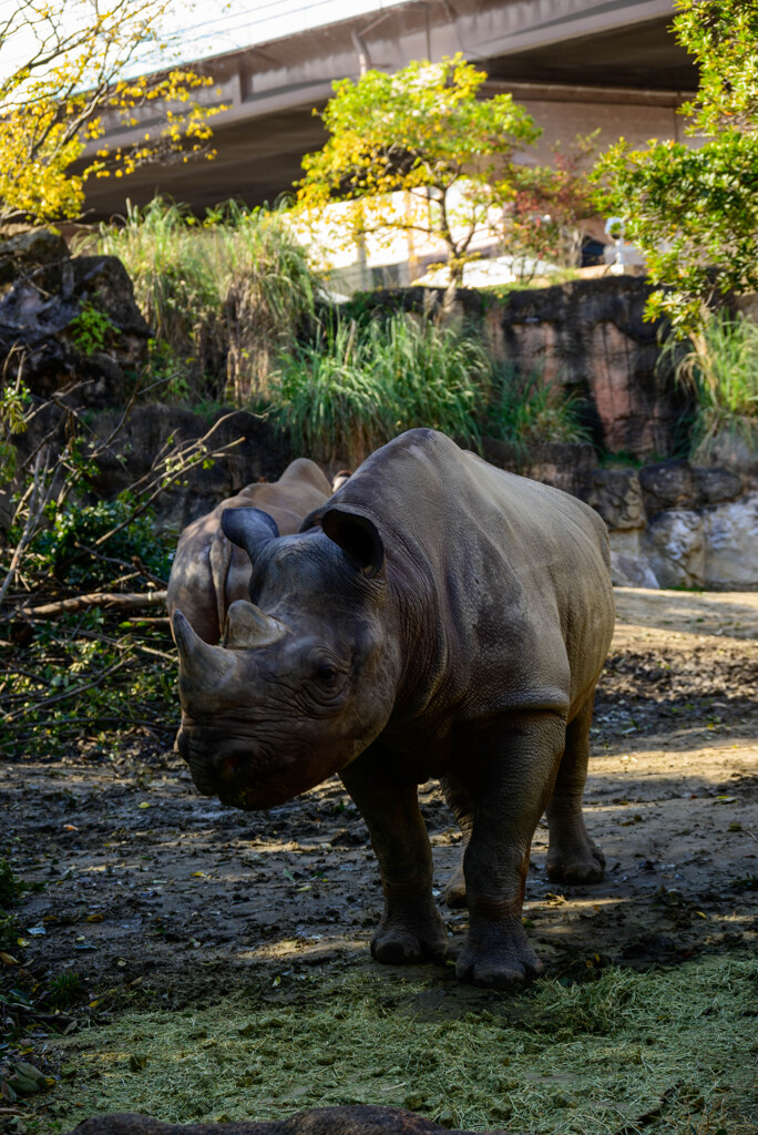 天王寺動物園 クロサイ2