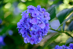 長居植物園のアジサイ2