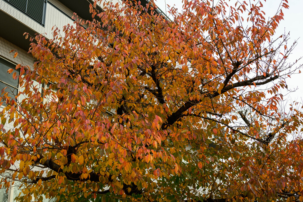 近所の公園の桜紅葉1