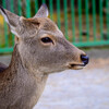 奈良公園の鹿13