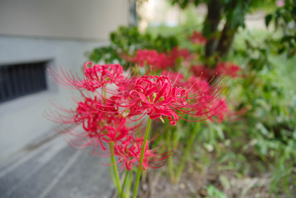 2019年の彼岸花9