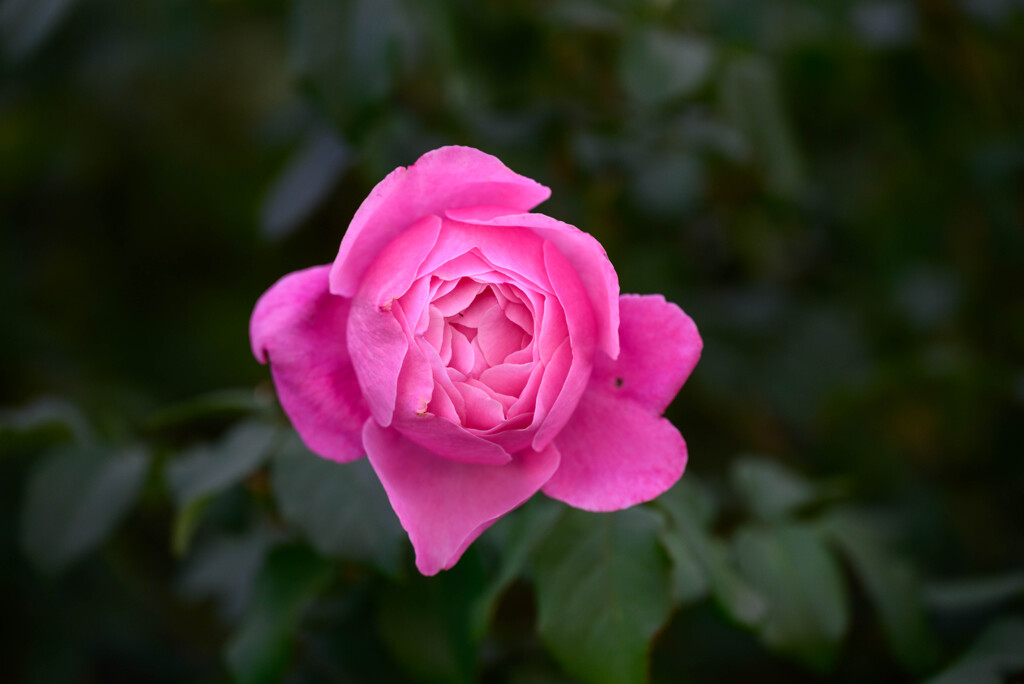 中之島公園の薔薇19シャンテロゼミサト