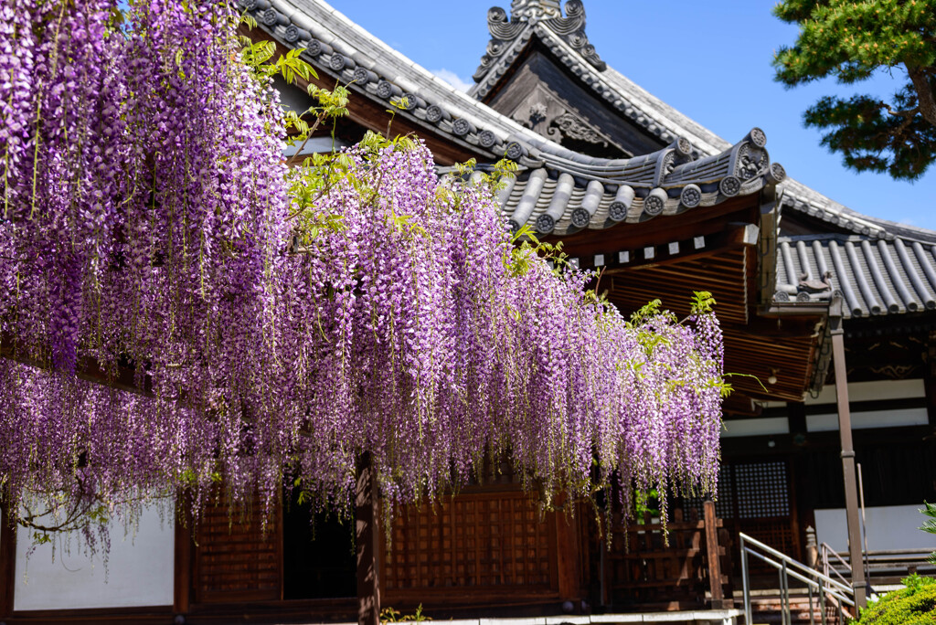 藤井寺市葛井寺藤まつり8