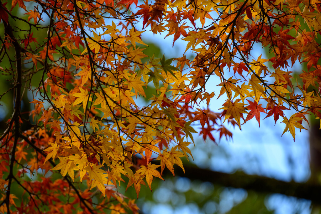 奈良公園の紅葉2