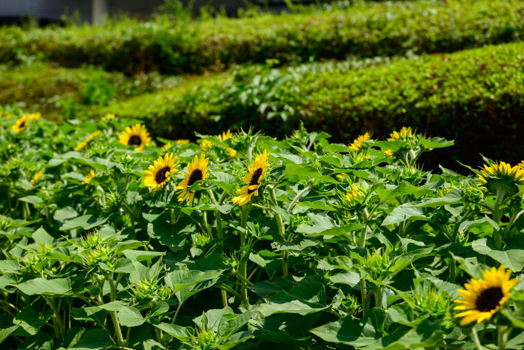 長居植物園のひまわり9