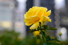中之島公園の薔薇7ジーナロロブリジータ