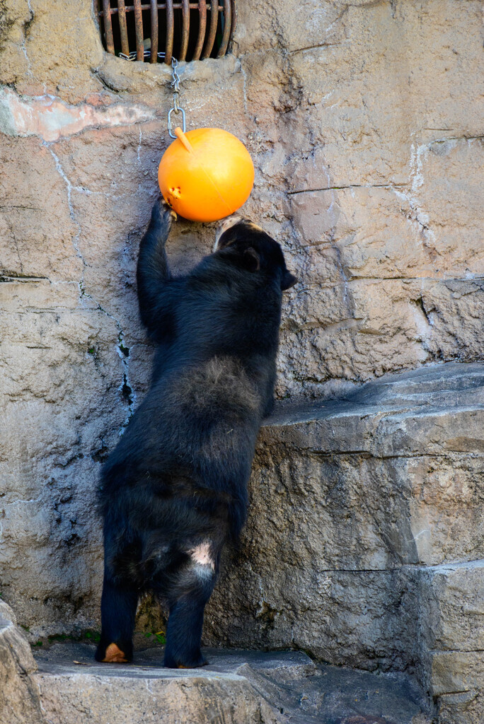 天王寺動物園 メガネグマ3