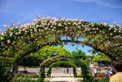 万博記念公園平和のバラ園のバラ95