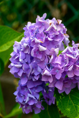 2021紫陽花14