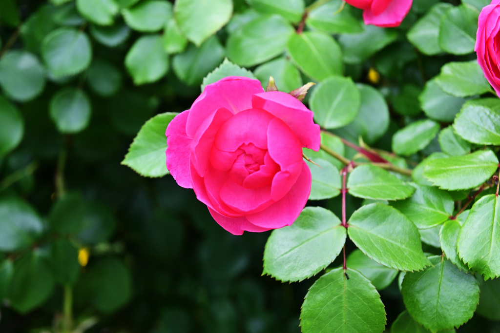 2021薔薇13