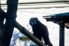 天王寺動物園レッサーパンダ4