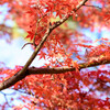 奈良公園の紅葉14