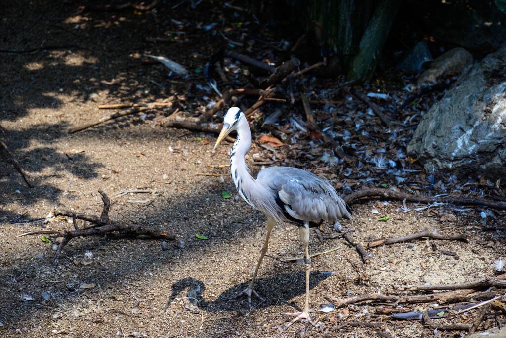 天王寺動物園 アオサギ2